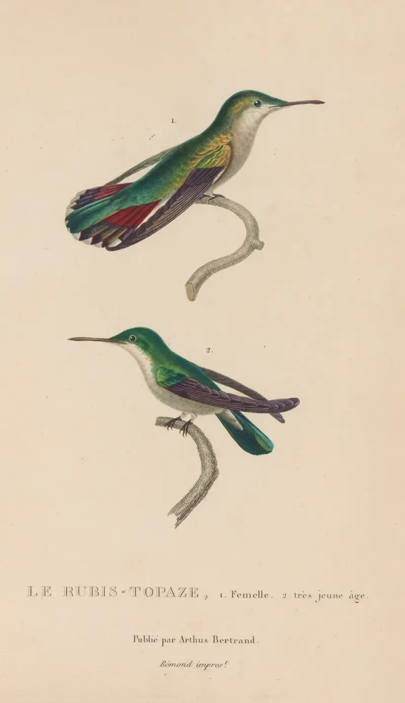 Histoire naturelle des oiseaux-mouches Pl.54 av René-Primevère Lesson