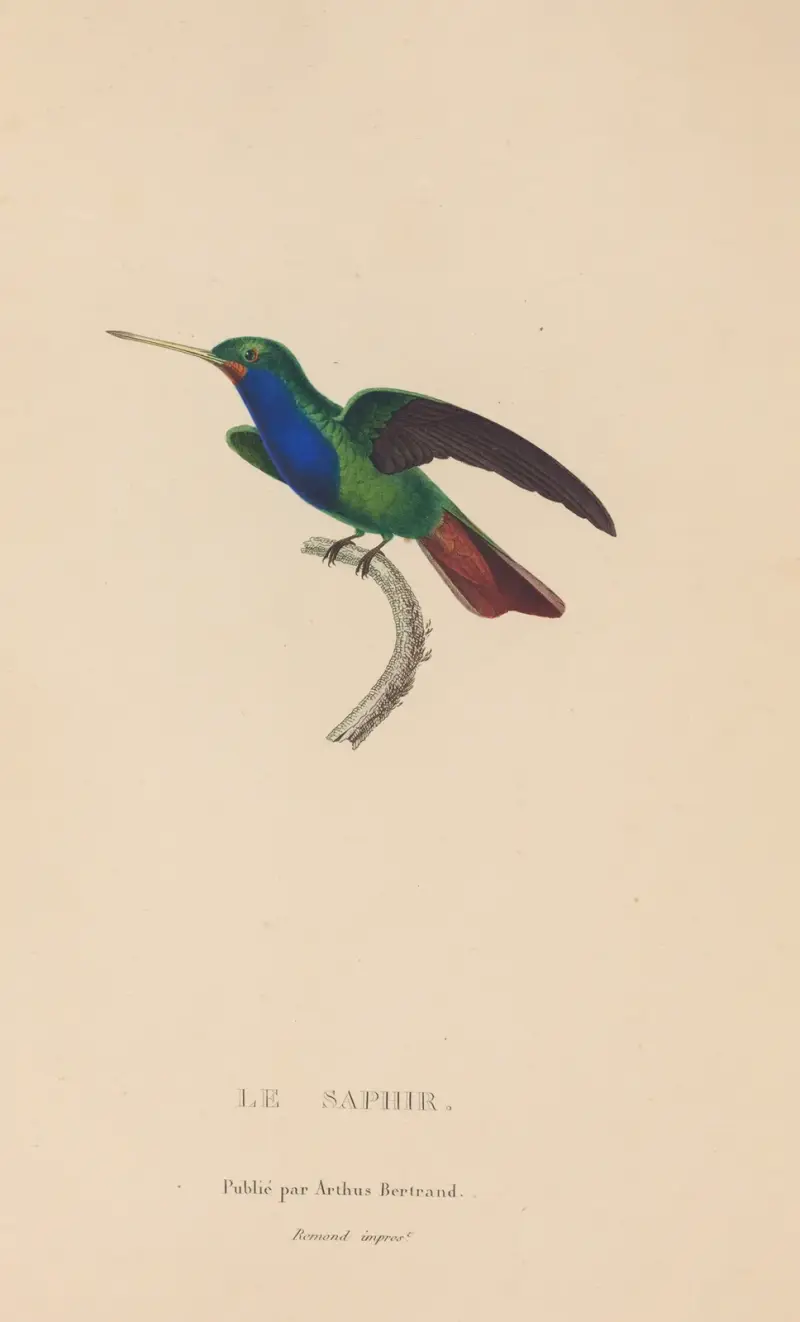 Histoire naturelle des oiseaux-mouches Pl.56 av René-Primevère Lesson