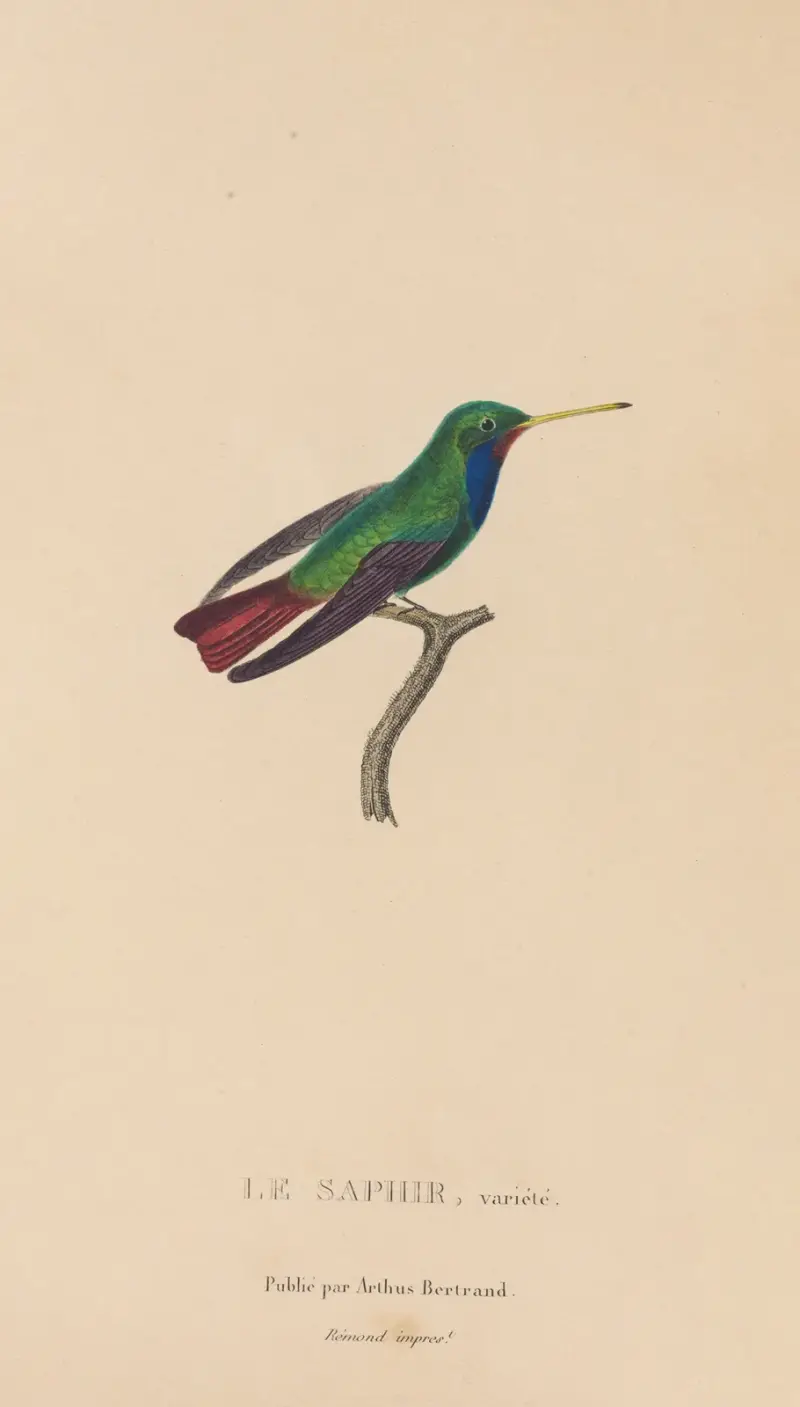 Histoire naturelle des oiseaux-mouches Pl.58 av René-Primevère Lesson