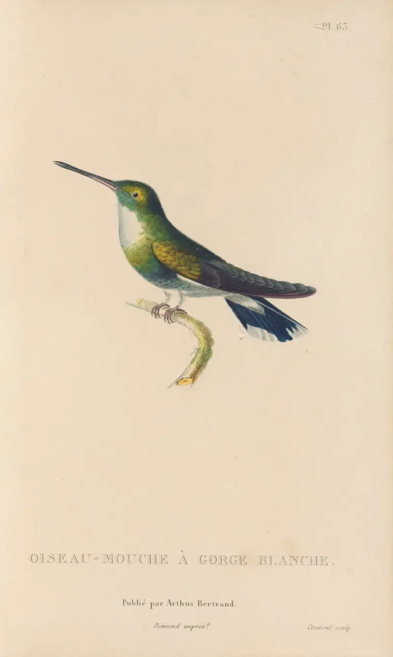 Histoire naturelle des oiseaux-mouches Pl.64 av René-Primevère Lesson