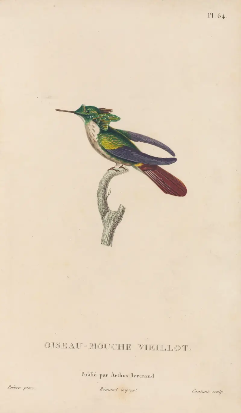 Histoire naturelle des oiseaux-mouches Pl.65 av René-Primevère Lesson