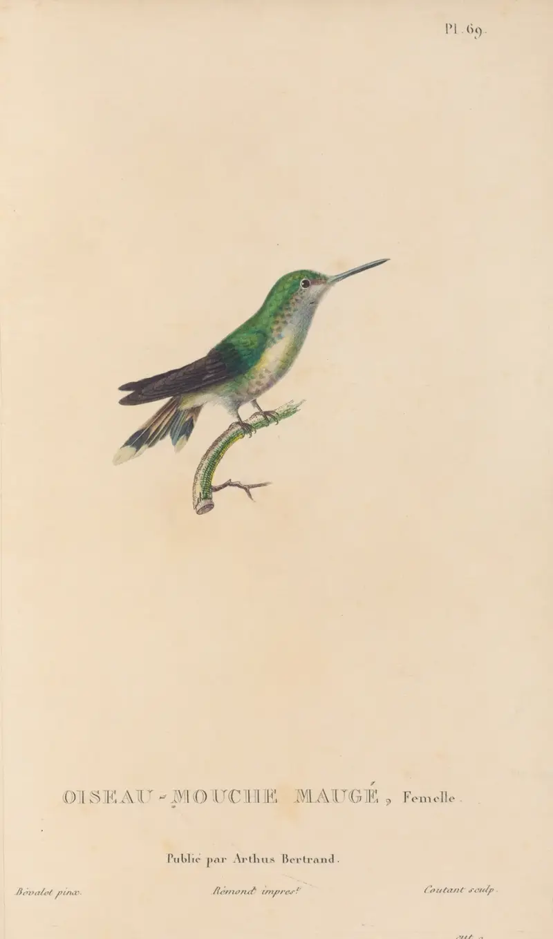 Histoire naturelle des oiseaux-mouches Pl.70 av René-Primevère Lesson