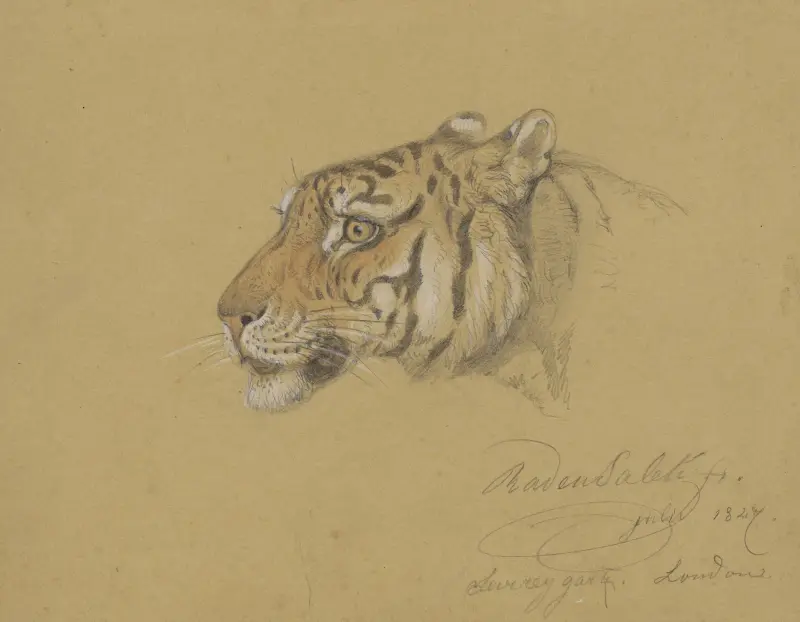 Kop van een Tijger av Raden Saleh