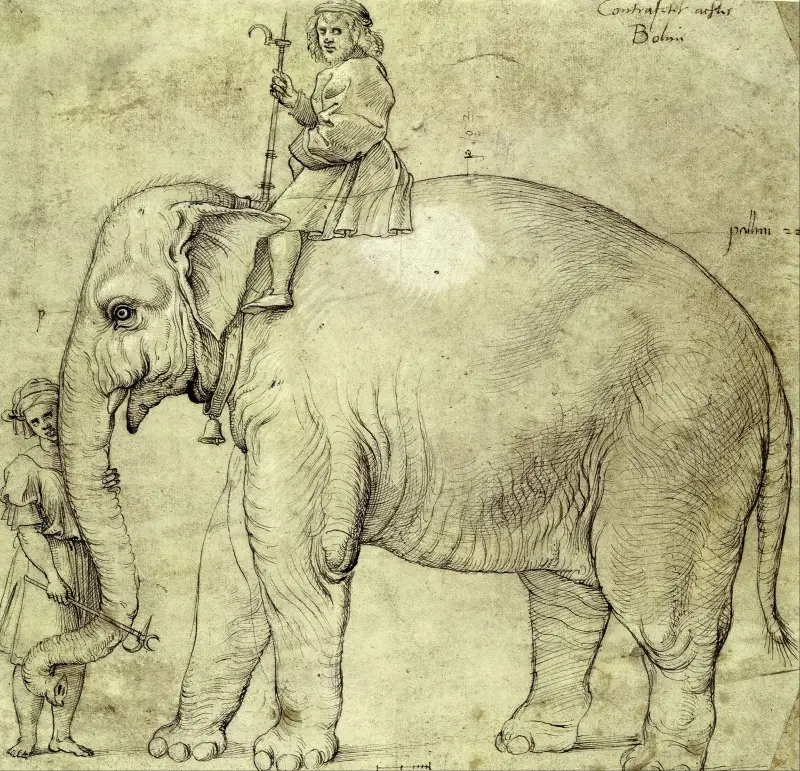 Der Elefant Hanno von Raphael