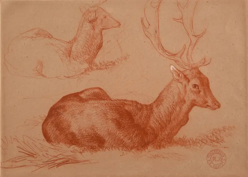 Cerf couché et étude de cerf av Jacques-Raymond Brascassat