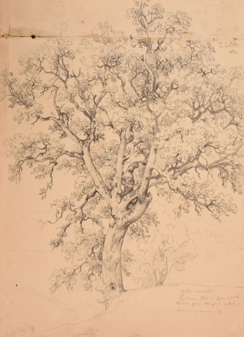 Baumstudie, 1830 von Jacques-Raymond Brascassat
