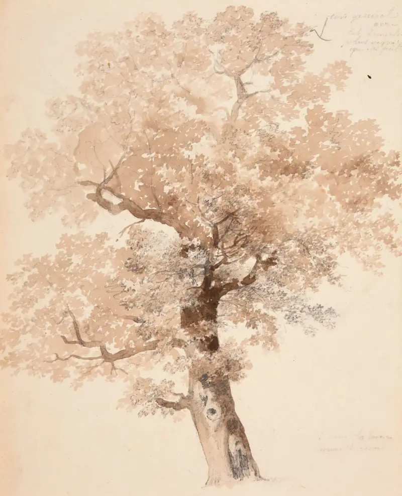 Trädstudie av Jacques-Raymond Brascassat