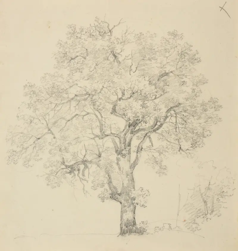 Trädstudie av Jacques-Raymond Brascassat
