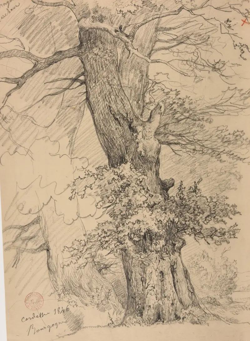 Baumstudie, 1846 von Jacques-Raymond Brascassat