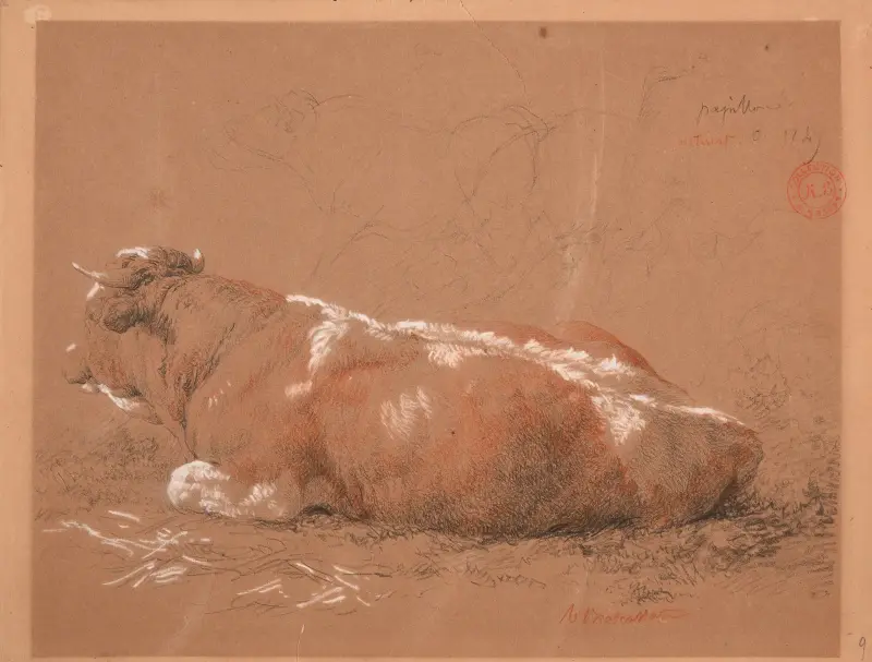 Studie av liggande oxe av Jacques-Raymond Brascassat