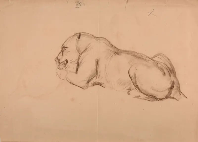 Étude de lionne. av Jacques-Raymond Brascassat