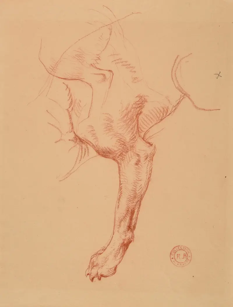 Étude de patte de chien av Jacques-Raymond Brascassat
