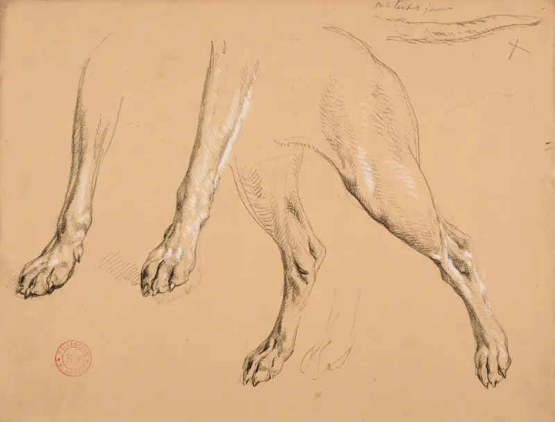 Studie av tassar och svans på hund av Jacques-Raymond Brascassat