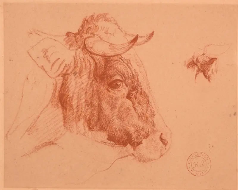 Studie av oxhuvud av Jacques-Raymond Brascassat