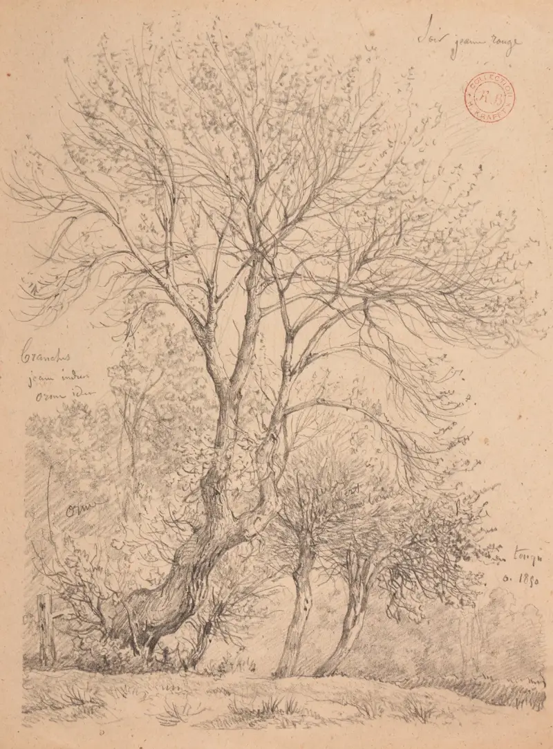 Studie av almar av Jacques-Raymond Brascassat