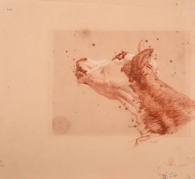 Studie av tjurhuvud av Jacques-Raymond Brascassat