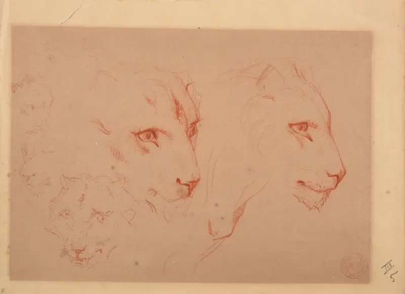 Studier av lejonhuvuden av Jacques-Raymond Brascassat