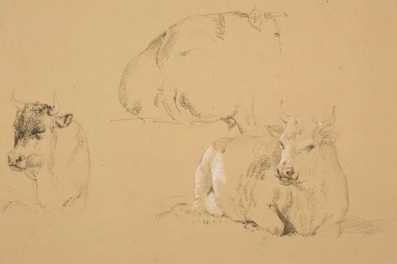 Studier av liggande kor av Jacques-Raymond Brascassat