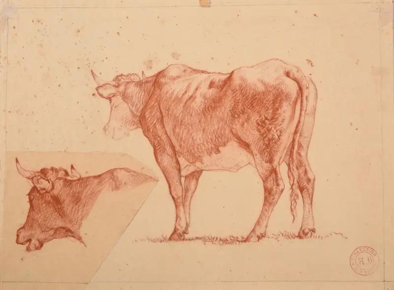 Studier av kor av Jacques-Raymond Brascassat