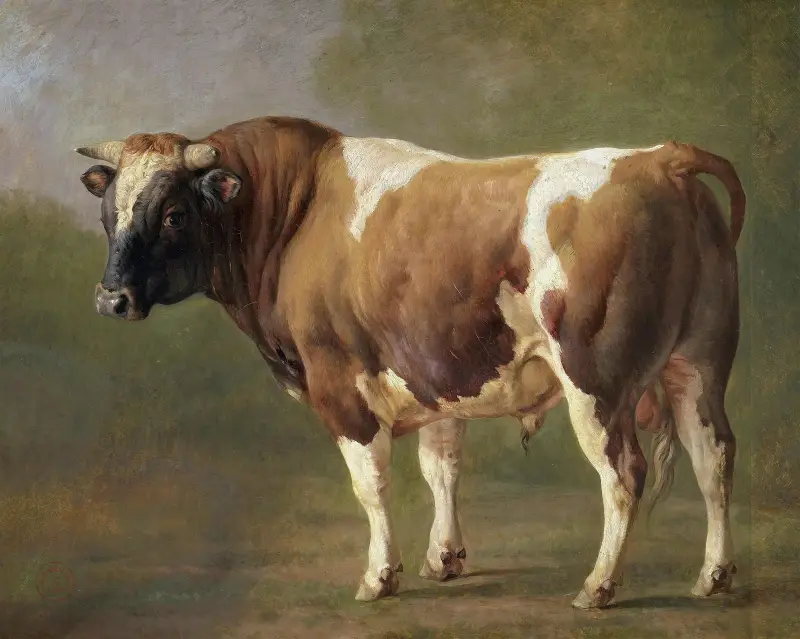 Studie av tjur av Jacques-Raymond Brascassat