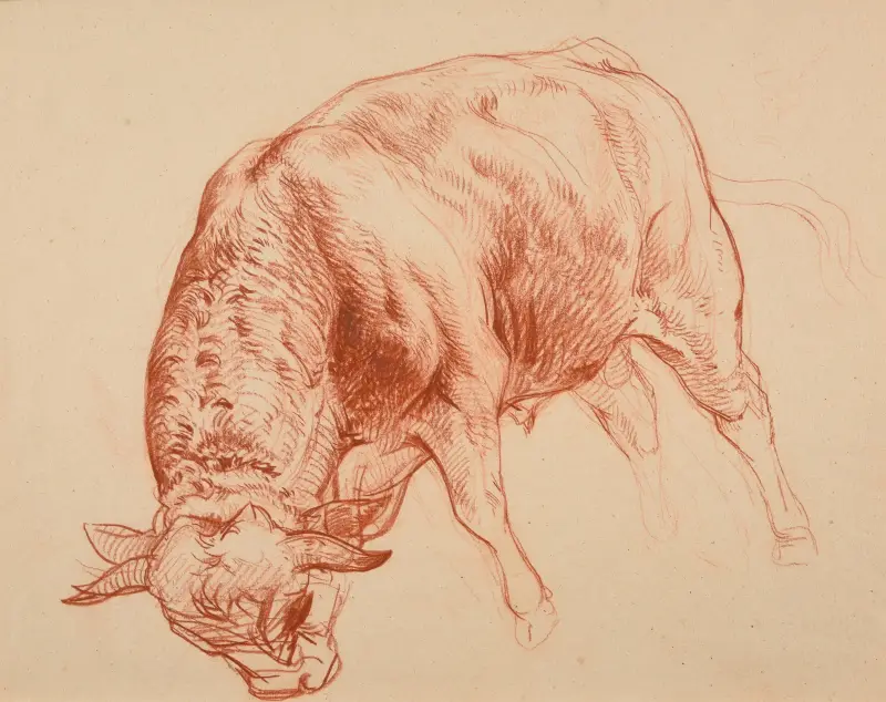 Taurillon av Jacques-Raymond Brascassat