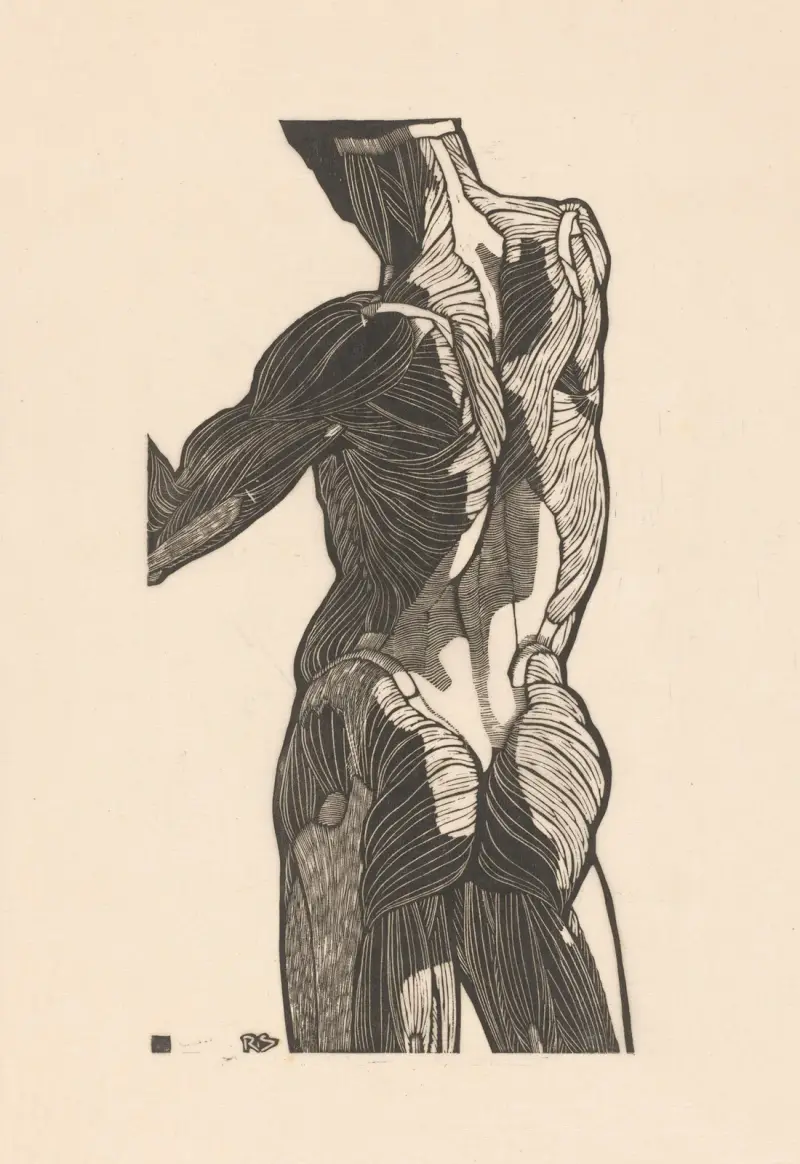 Study of the back and gluteal muscles. – nr 1 av Reijer Stolk