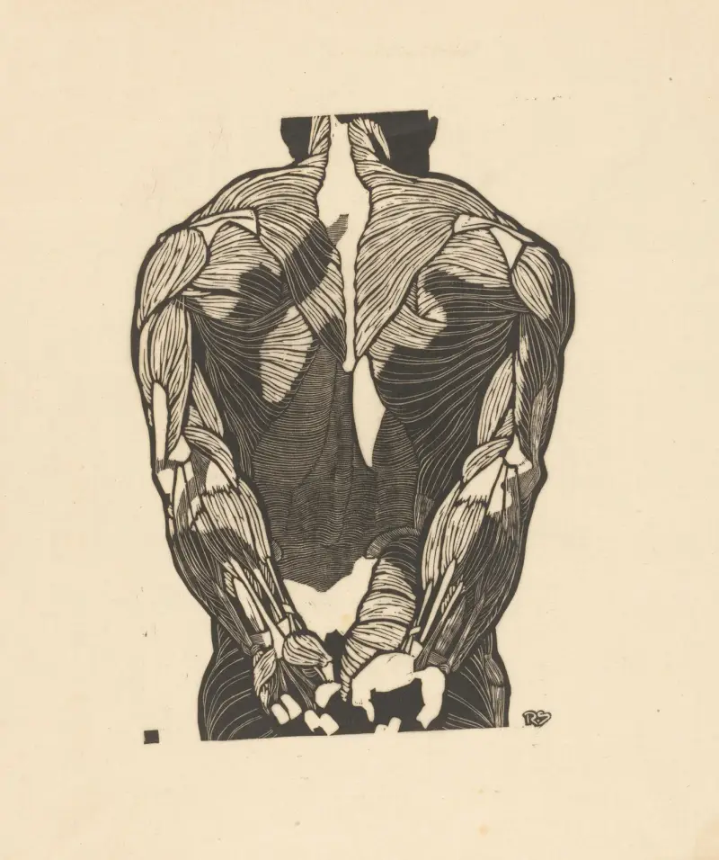 Study of the back muscles. – nr 1 av Reijer Stolk