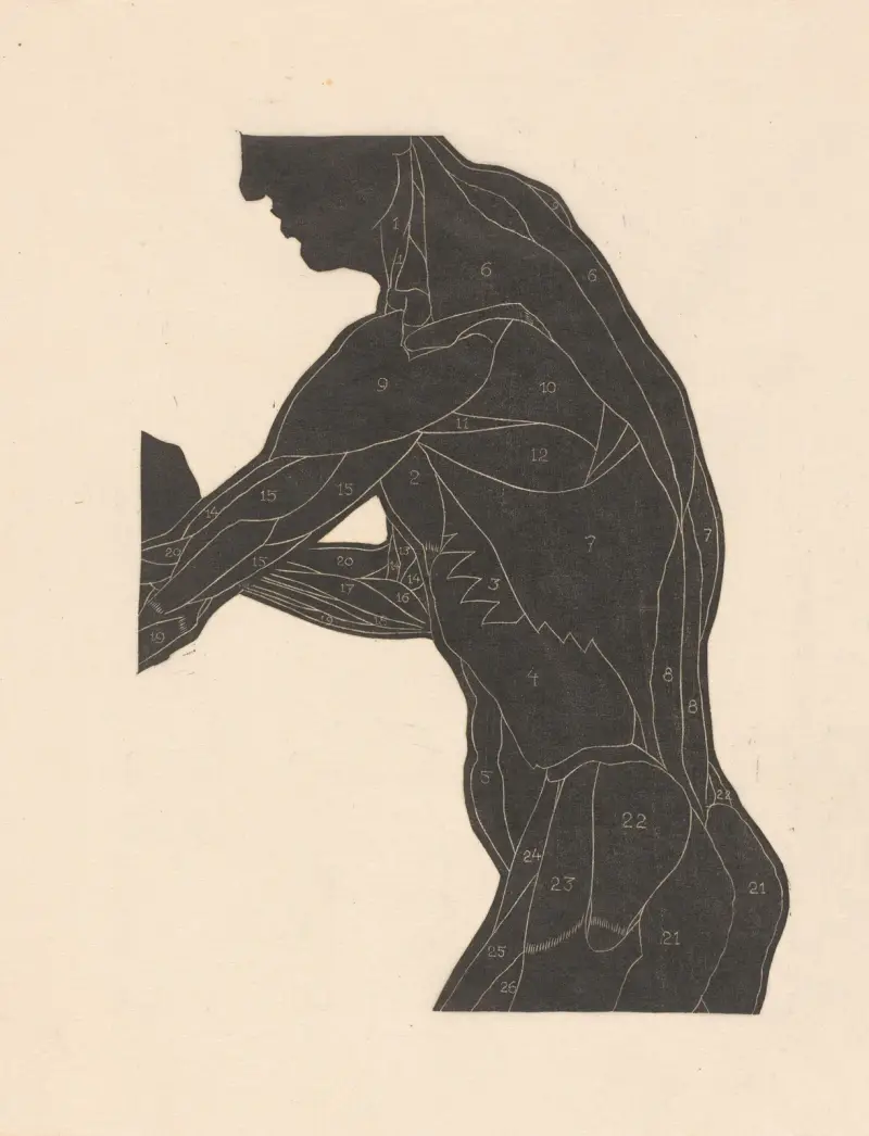 Study of the lateral and arm muscles – nr 2 av Reijer Stolk