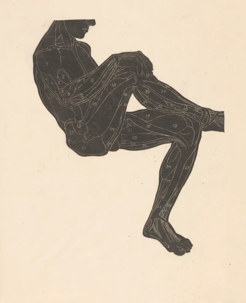 Study of the leg and arm muscles – nr 2 av Reijer Stolk