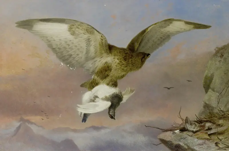 Bussard mit Moorschneehuhn von Richard Ansdell