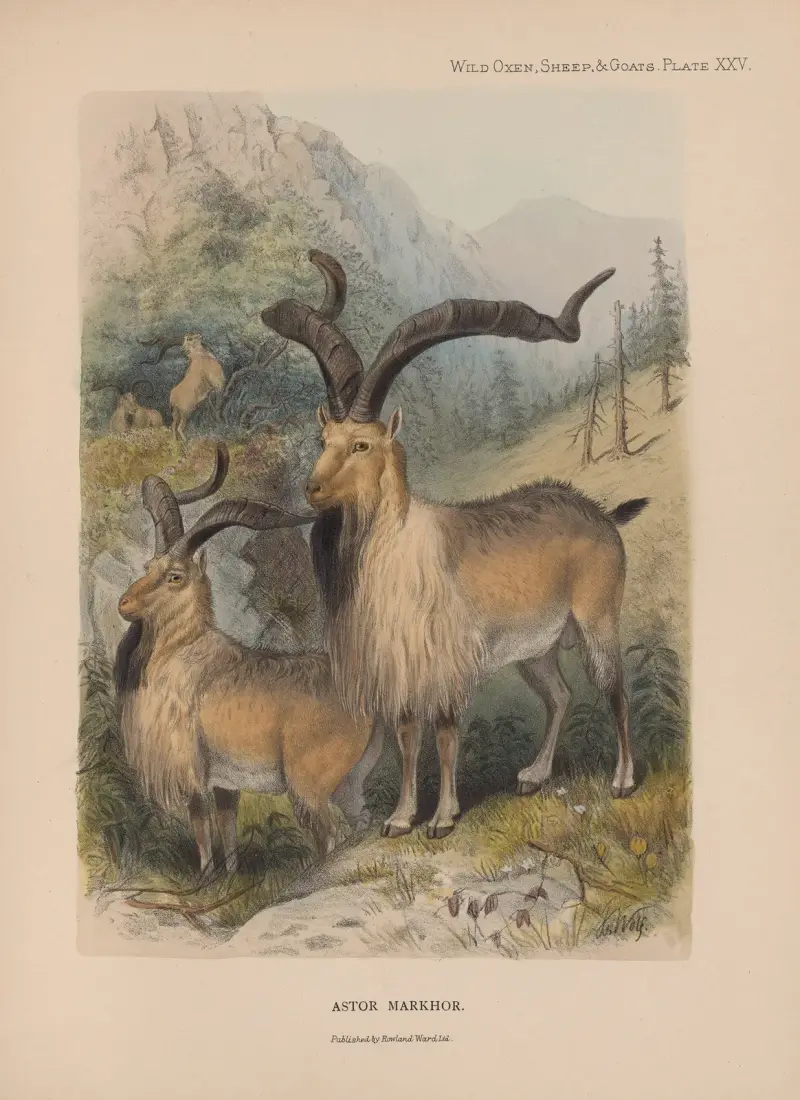 Astor Markhor, Richard Lydekker