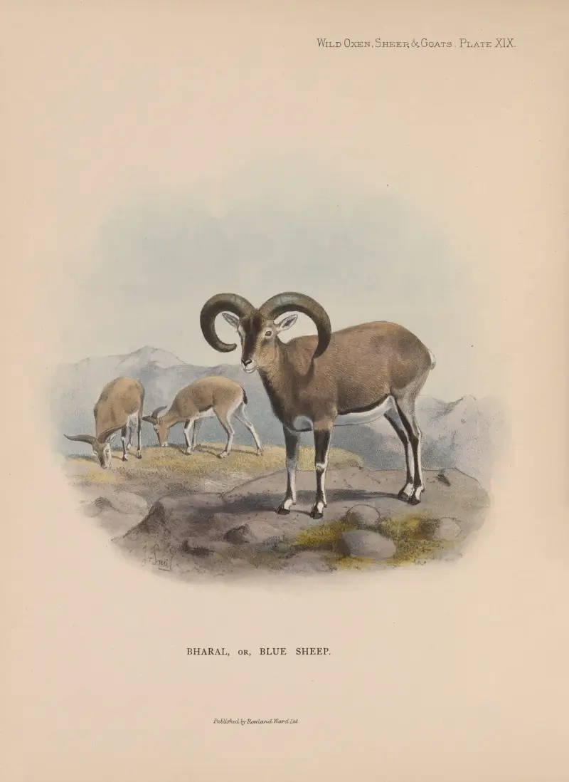 Bharal, or Blue Sheep av Richard Lydekker