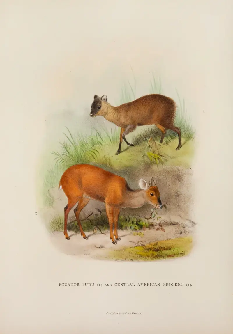 Mittelamerikanischer Spießhirsch und Ecuador-Pudu von Richard Lydekker