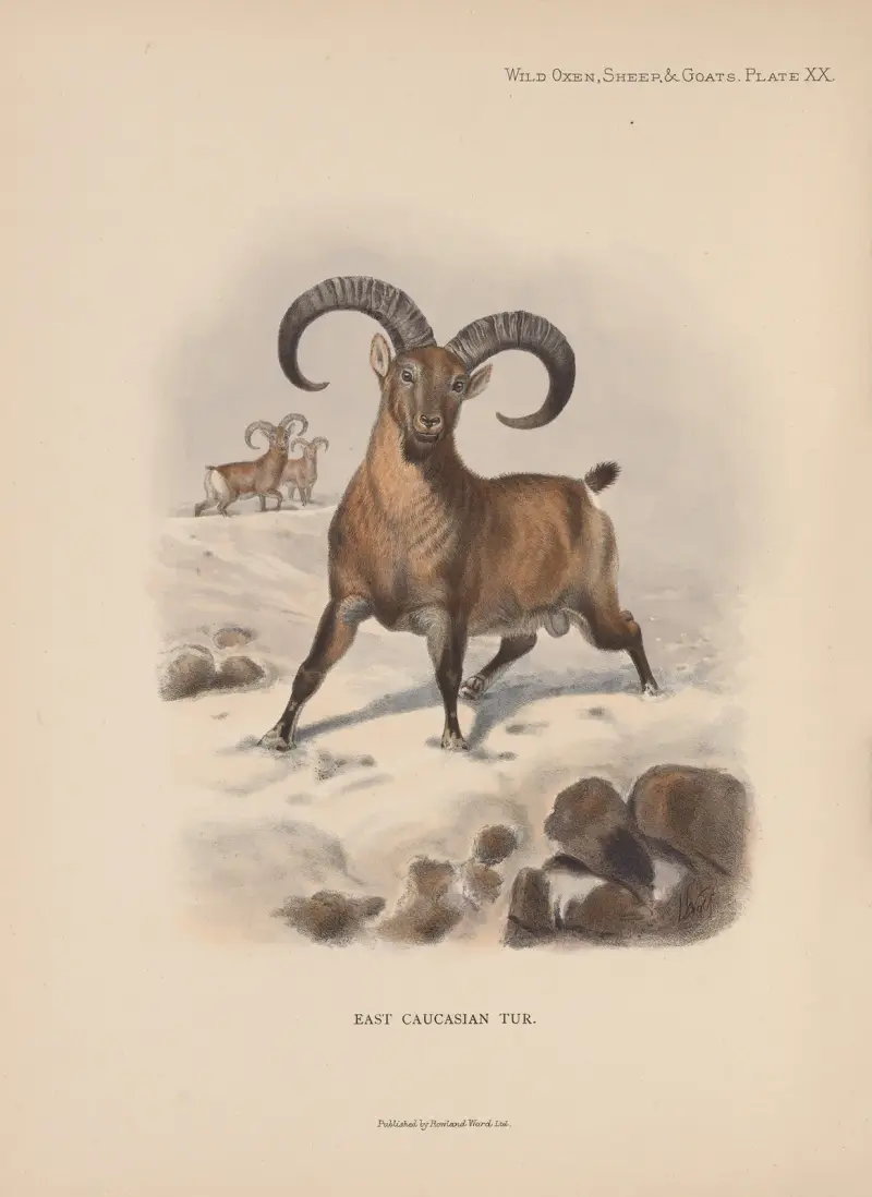 East Caucasian Tur av Richard Lydekker