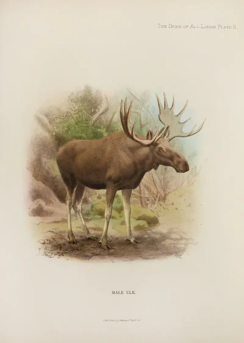 Łoś, Richard Lydekker