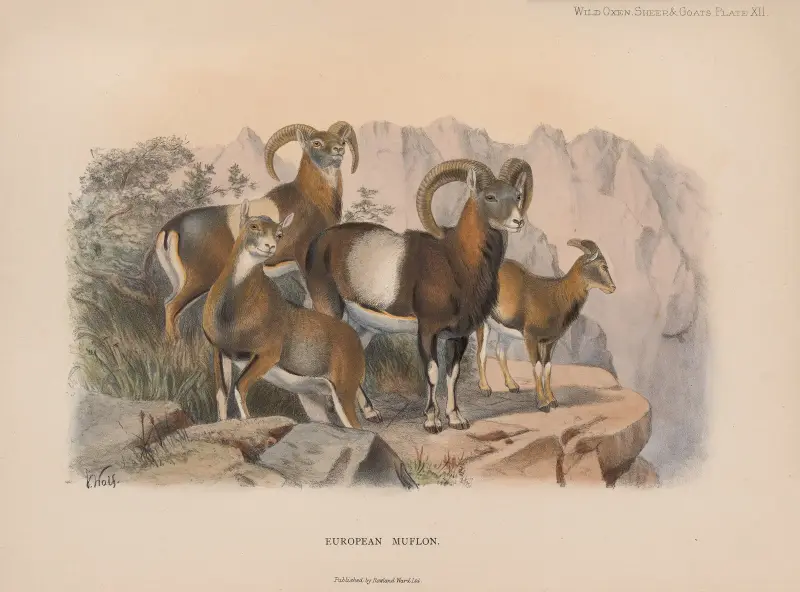 European Muflon av Richard Lydekker