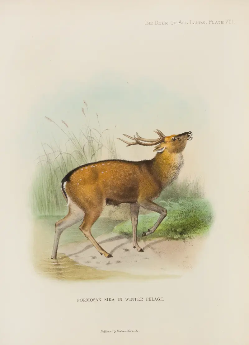 Formosa-Sikahirsch von Richard Lydekker