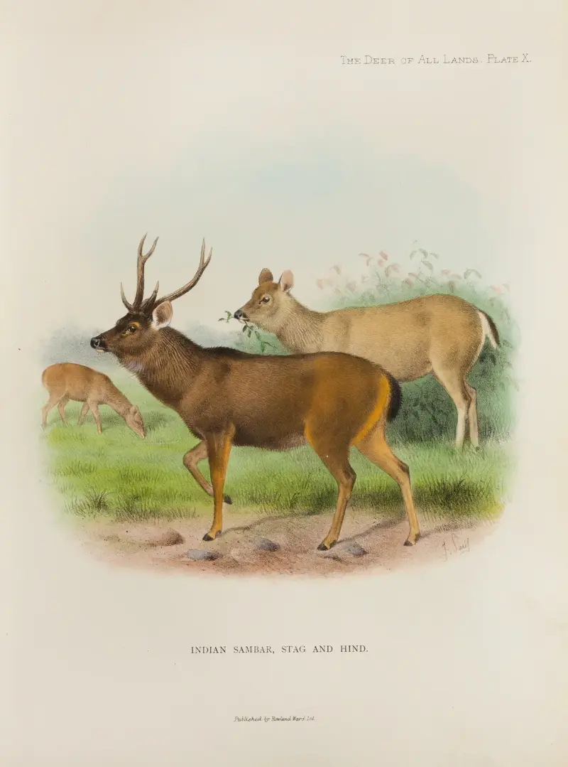 Indischer Sambar von Richard Lydekker