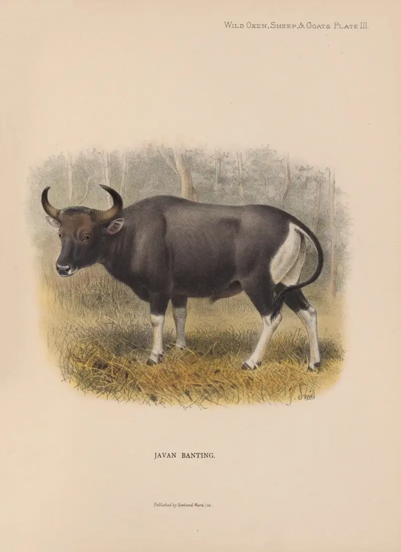 Jávský banteng, Richard Lydekker