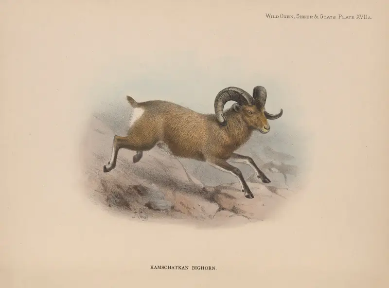 Kamtschatka-Dickschaf von Richard Lydekker