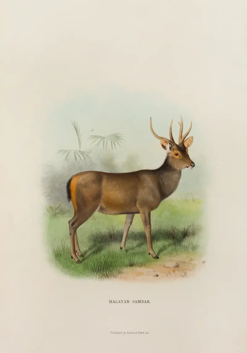 Malaiischer Sambar von Richard Lydekker