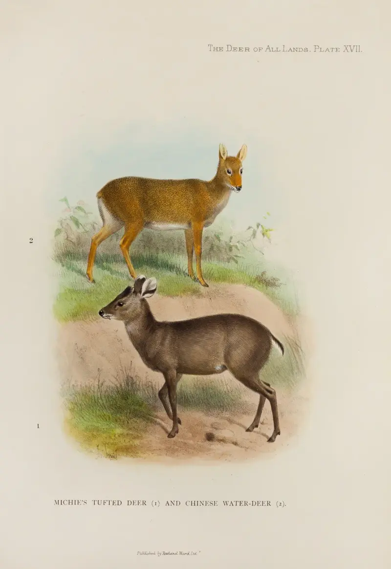 Michies Haubenhirsch und Chinesischer Wasserhirsch von Richard Lydekker