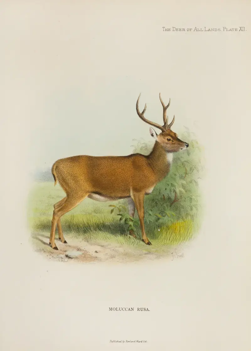 Moluccan Rusa von Richard Lydekker