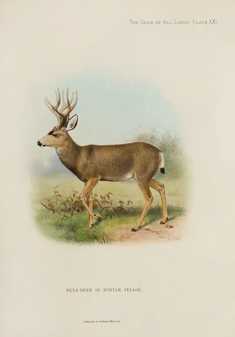 Maultierhirsch von Richard Lydekker