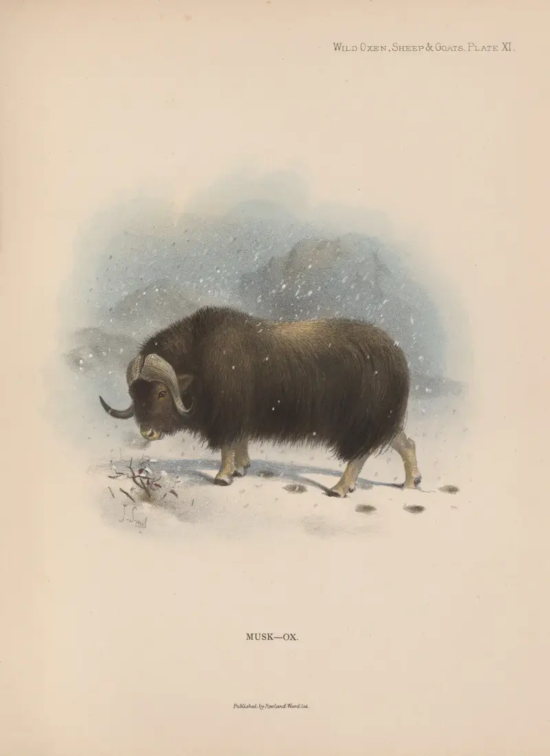 Piżmowół, Richard Lydekker