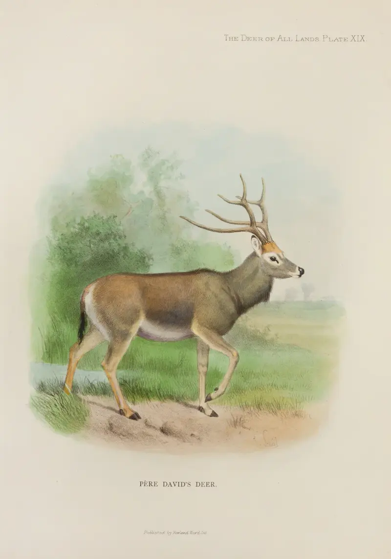 Père-David-Hirsch von Richard Lydekker