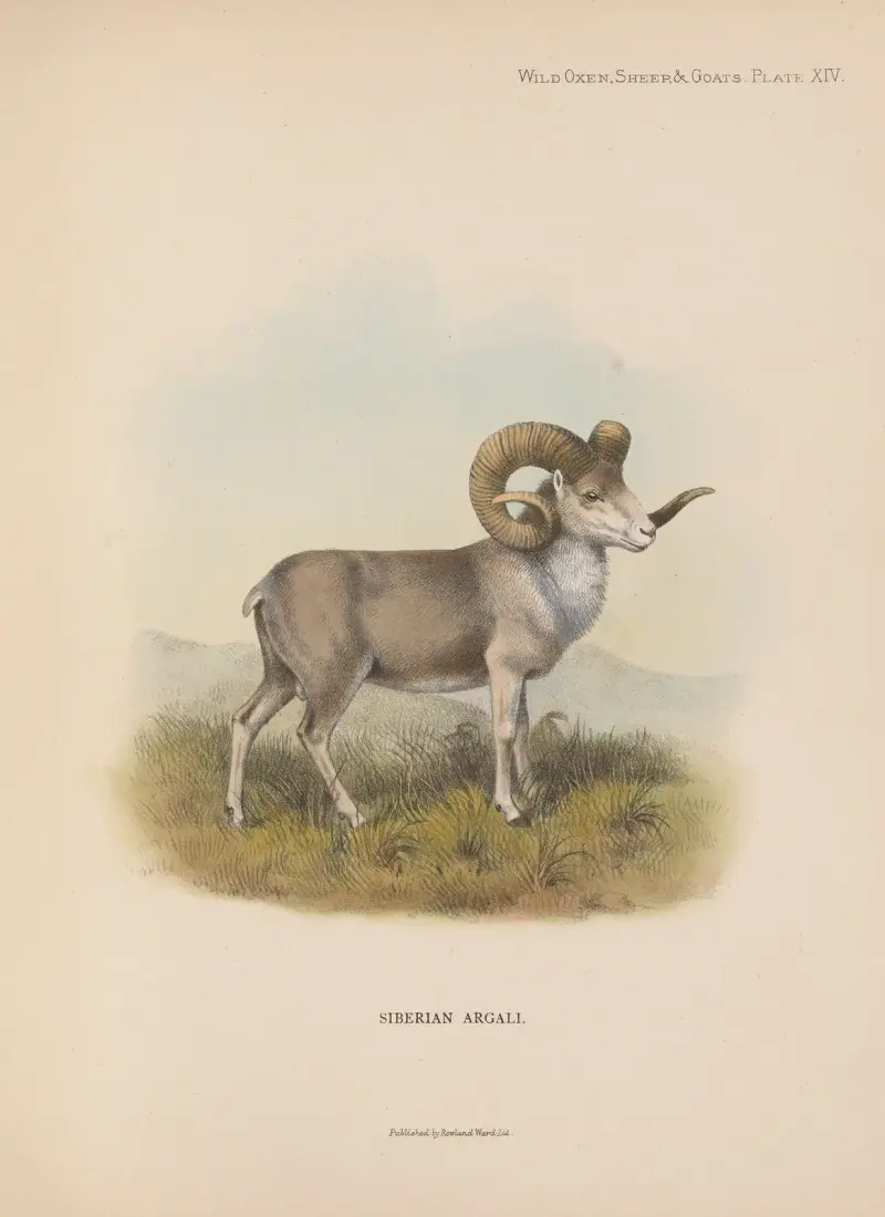Siberian Argali, Richard Lydekker