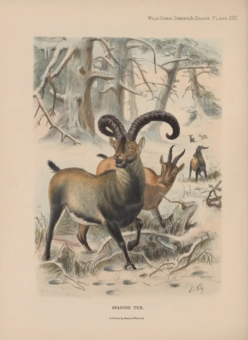Spanischer Steinbock von Richard Lydekker