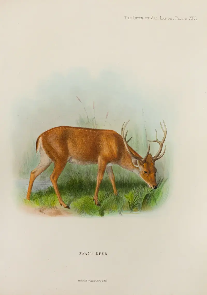 Sumpfhirsch von Richard Lydekker