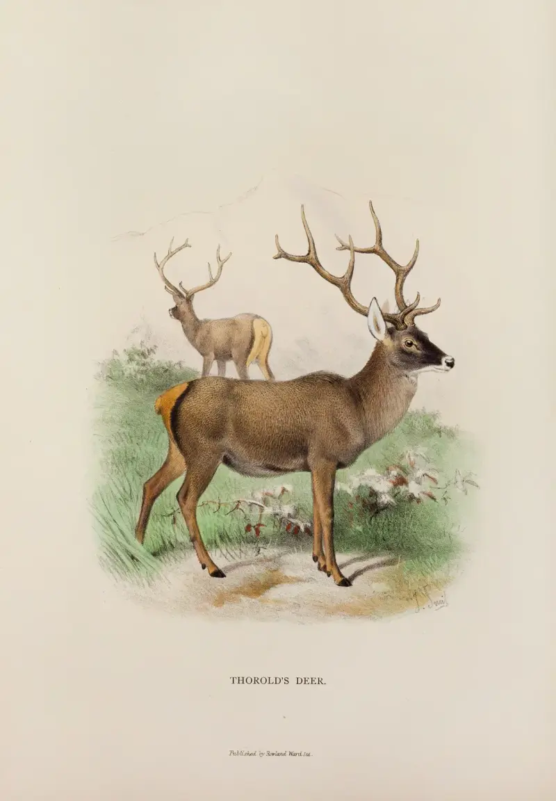 Thorold’s Hirsch von Richard Lydekker